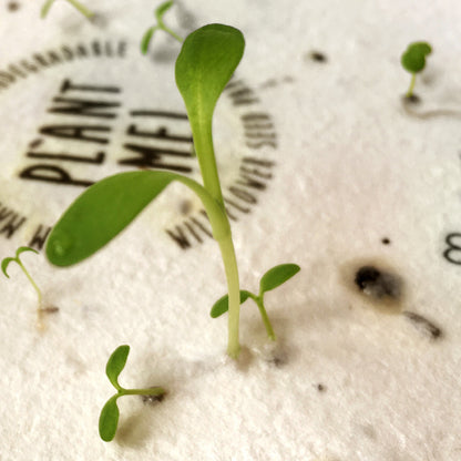 Seedlings growing from a Ruby &amp; Bo plantable card