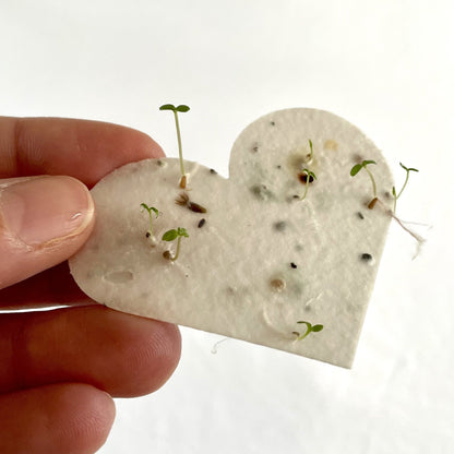 A Ruby &amp; Bo plantable paper heart sprouting wildflower seedlings
