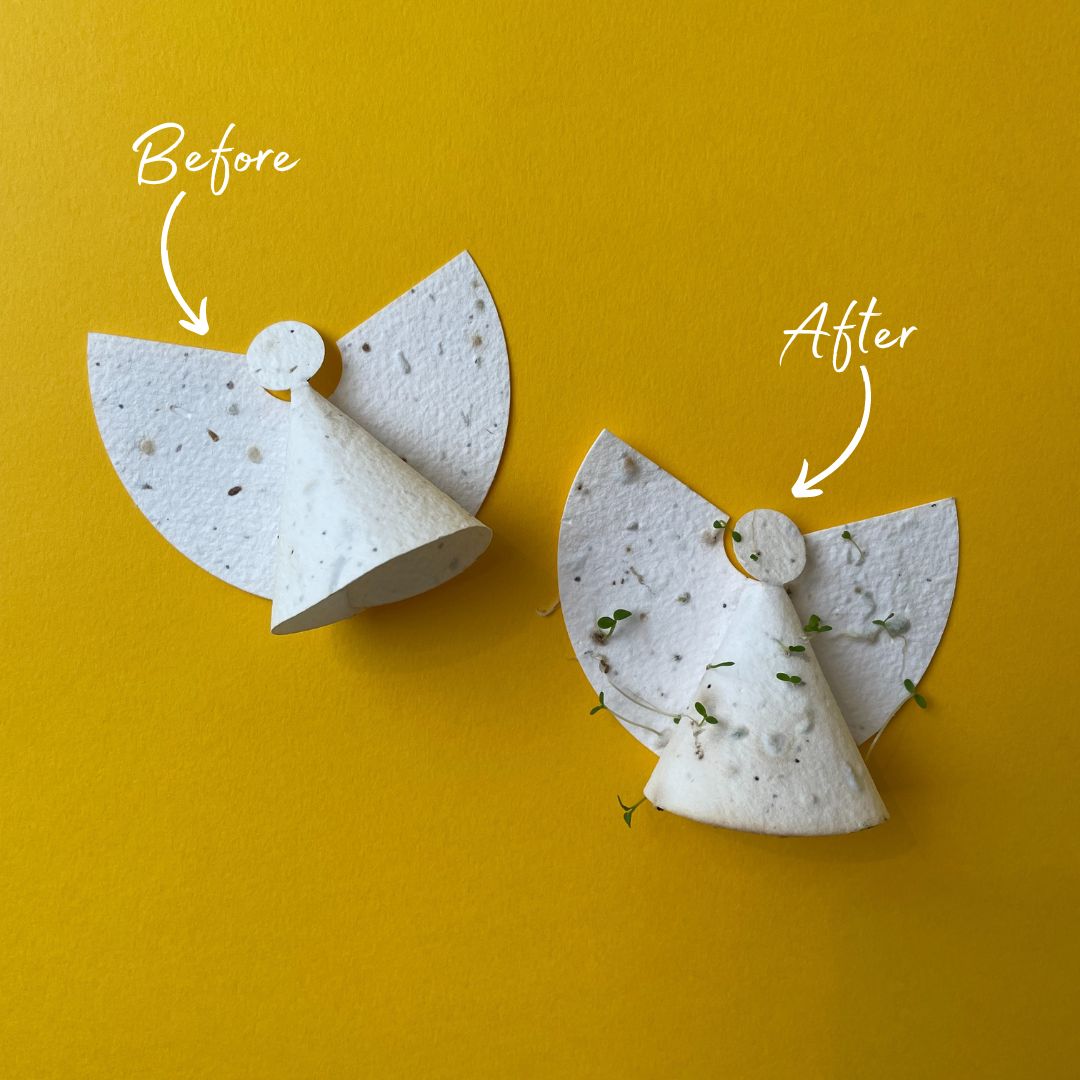 Ruby &amp; Bo plantable paper angels before and after germinating