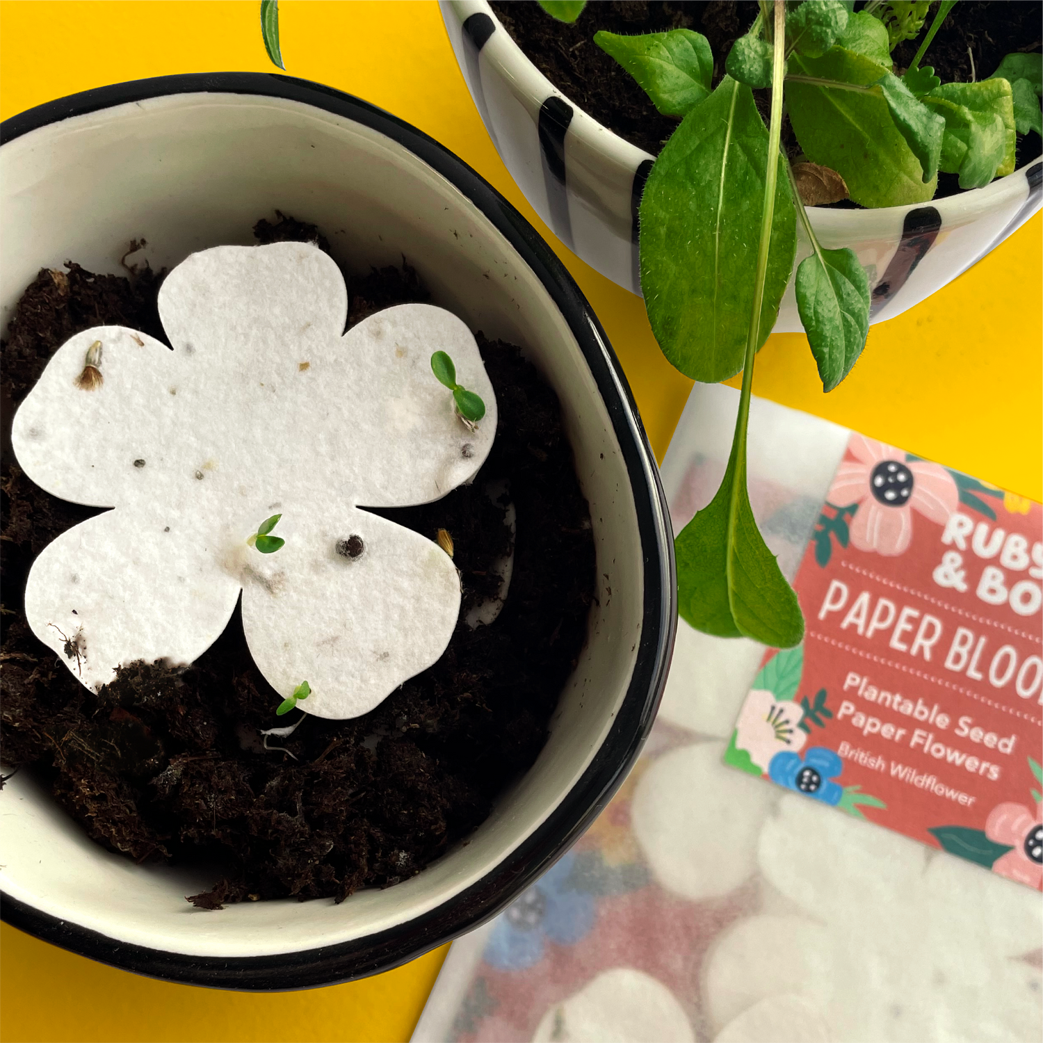 Ruby &amp; Bo Paper Blooms Plantable Paper Flowers Growing Seedlings
