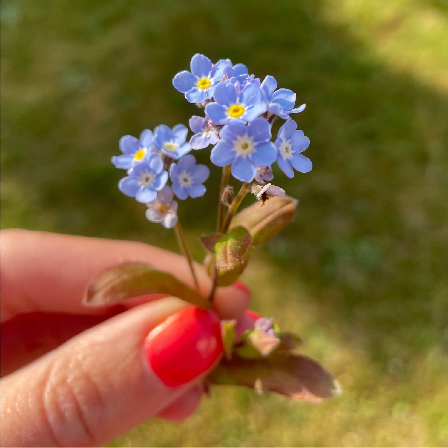 Forget-Me-Not Plantable Hearts